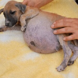 Puppy Overcomes Ascites and Discovers Joy After Rescue