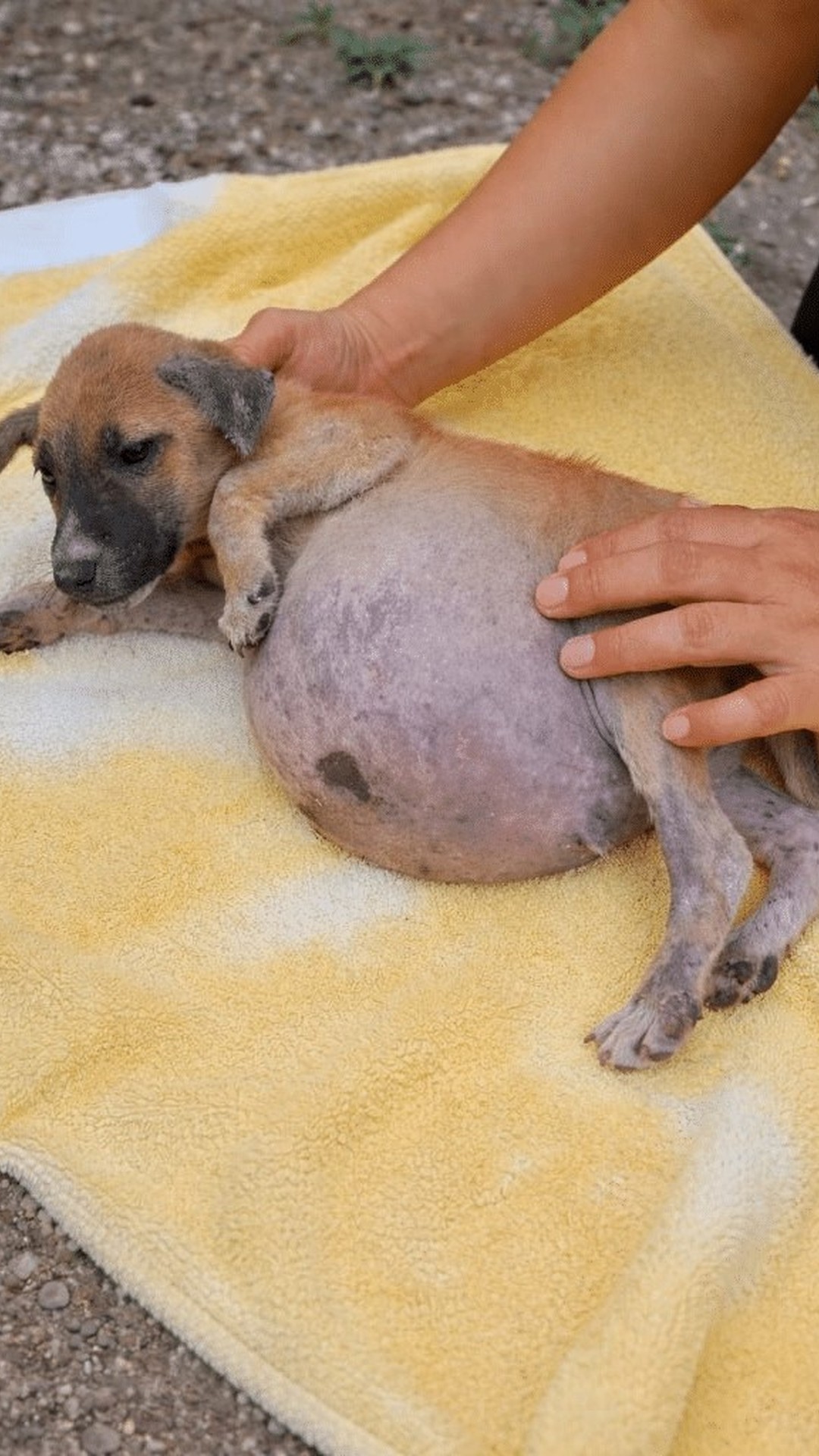 Puppy Overcomes Ascites and Discovers Joy After Rescue