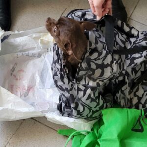 Man Discovers Abandoned Chihuahua Trapped in Plastic Bags by Train Tracks
