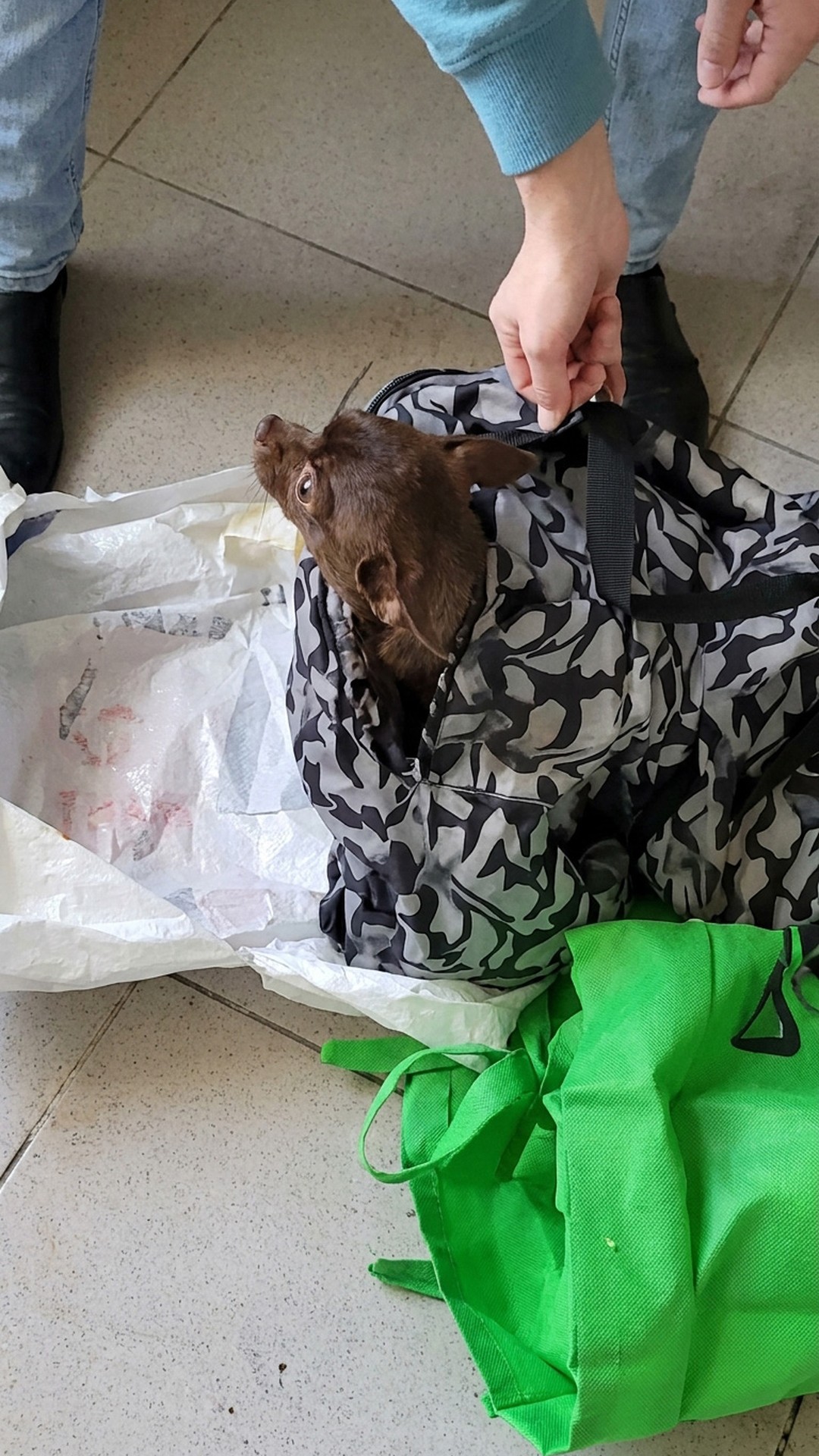 Man Discovers Abandoned Chihuahua Trapped in Plastic Bags by Train Tracks