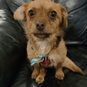 Tiny Gem's Remarkable Resilience Despite Life-Altering Injury