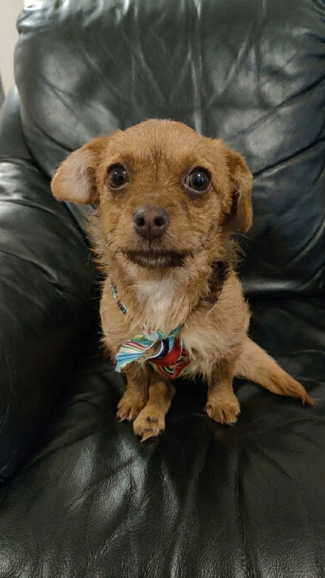 Tiny Gem's Remarkable Resilience Despite Life-Altering Injury
