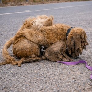 Rescue Team Discovers Small Dog Buried Beneath Six Pounds of Matted Fur