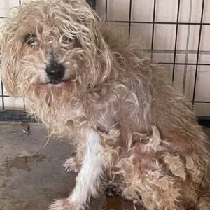 Senior Dog Mia Takes First Steps to Recovery After Abandonment