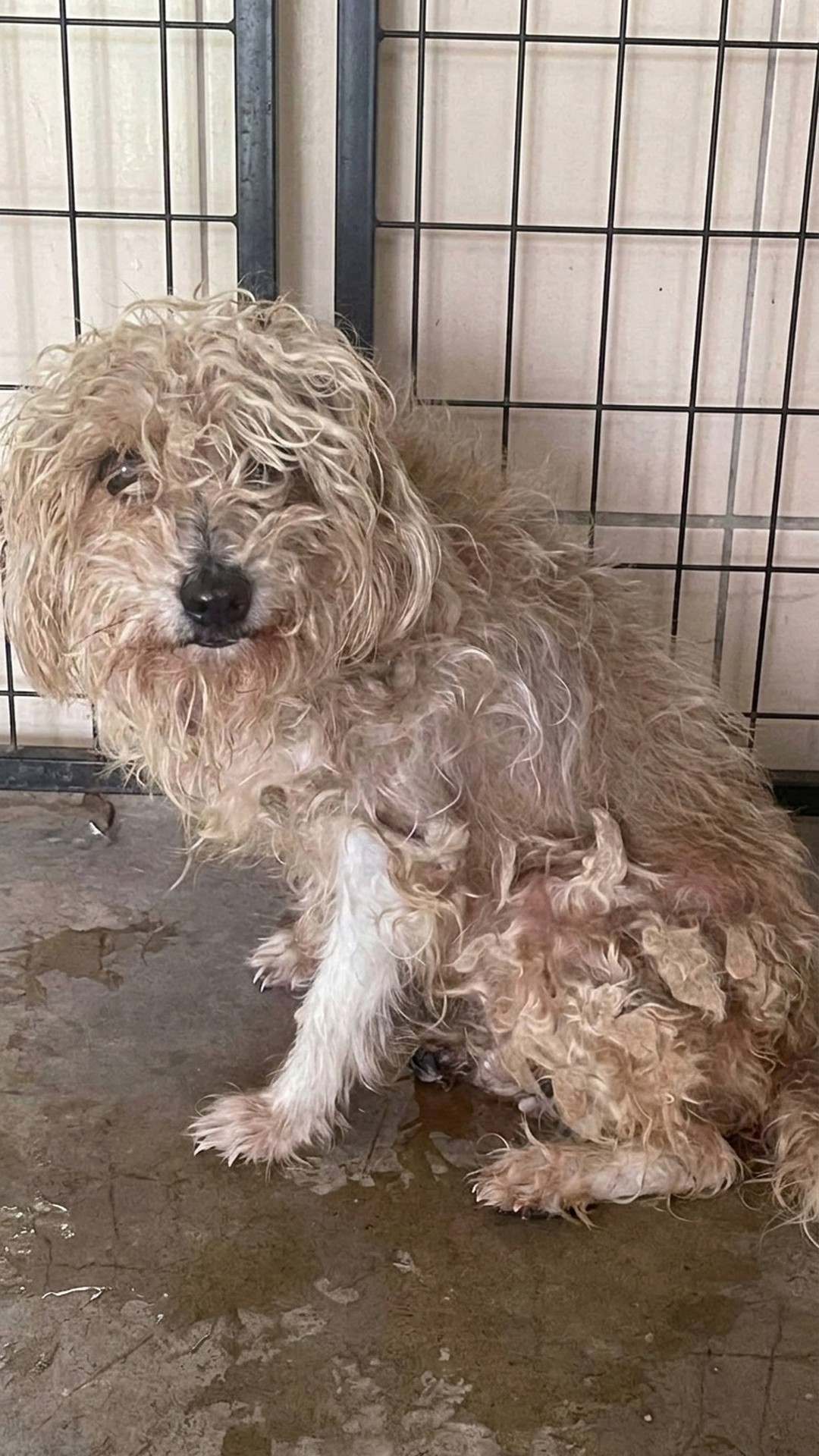 Senior Dog Mia Takes First Steps to Recovery After Abandonment