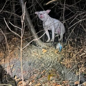 Rescue of Abandoned Pit Bull Mix Left to Freeze in Amsterdam Woods
