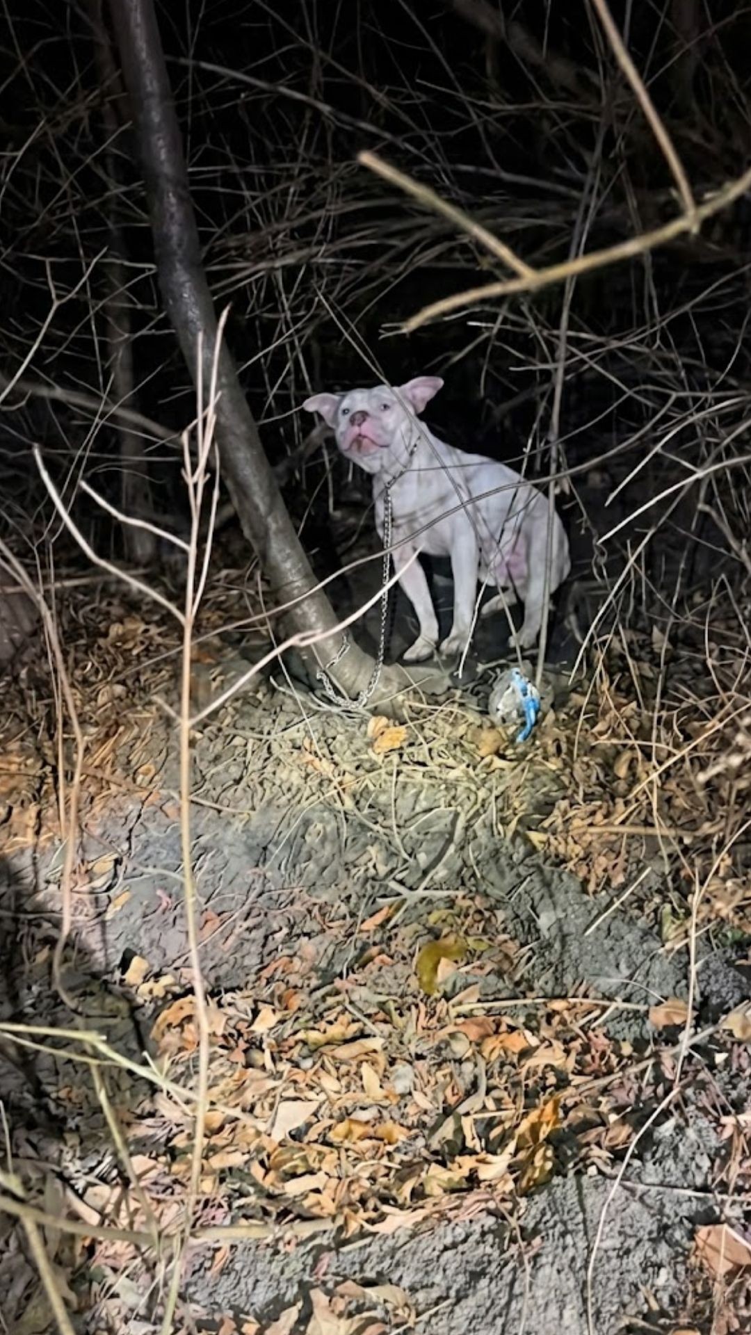 Rescue of Abandoned Pit Bull Mix Left to Freeze in Amsterdam Woods