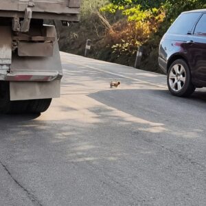 Puppy Rescued from Busy Highway Transforms into a Healthy Dog