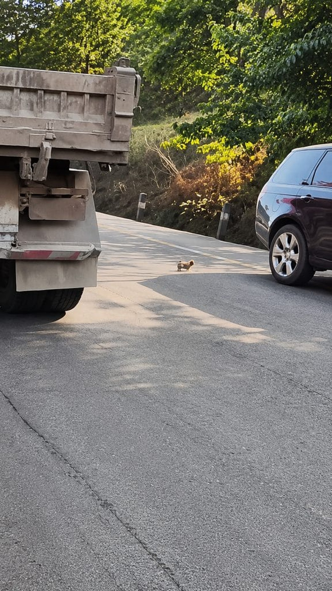 Puppy Rescued from Busy Highway Transforms into a Healthy Dog