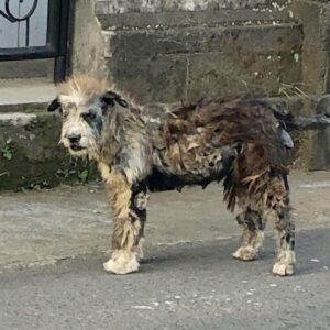 Lexie's Transformation: From Neglected Street Dog to Joyful Family Member