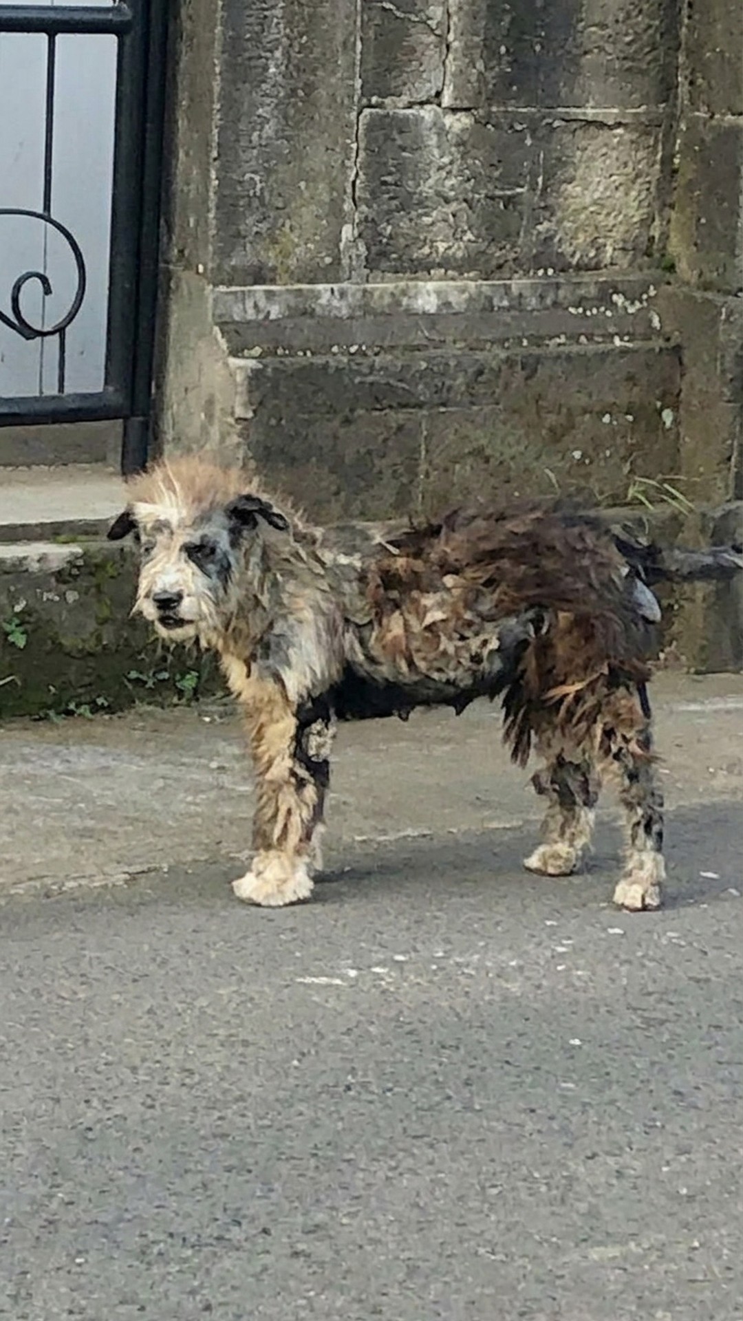 Lexie's Transformation: From Neglected Street Dog to Joyful Family Member