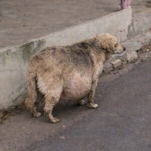 Zhuzha’s Remarkable Recovery After 10 Liters of Fluid Removal