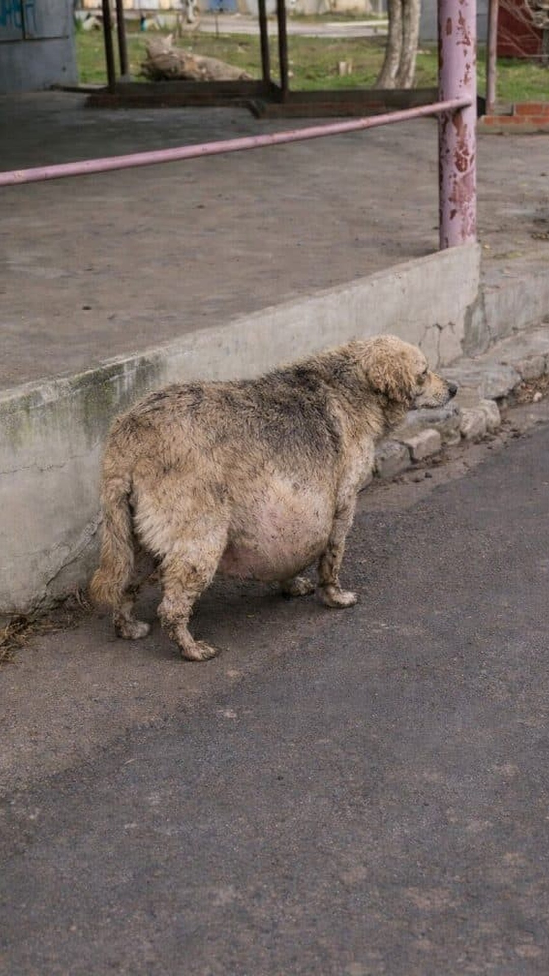 Zhuzha’s Remarkable Recovery After 10 Liters of Fluid Removal