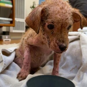 From Emaciated Puppy to Playful Companion: Chicken's Journey