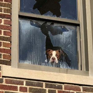 Rescuers Free Trapped Pit Bull from Abandoned St. Louis School