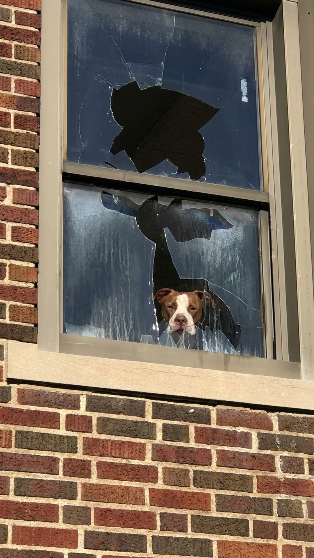 Rescuers Free Trapped Pit Bull from Abandoned St. Louis School