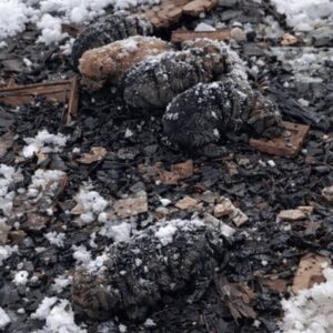 Tiny Puppies Find Hope After Being Discovered in the Snow