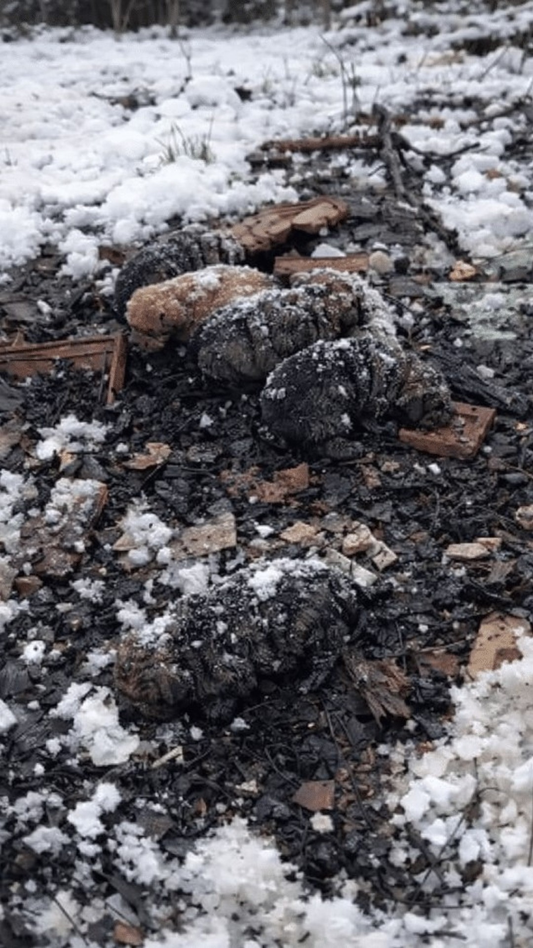Tiny Puppies Find Hope After Being Discovered in the Snow