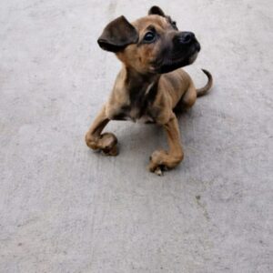 Tiny Tommy's Heartbreaking Arrival: A Puppy Dragging His Deformed Legs