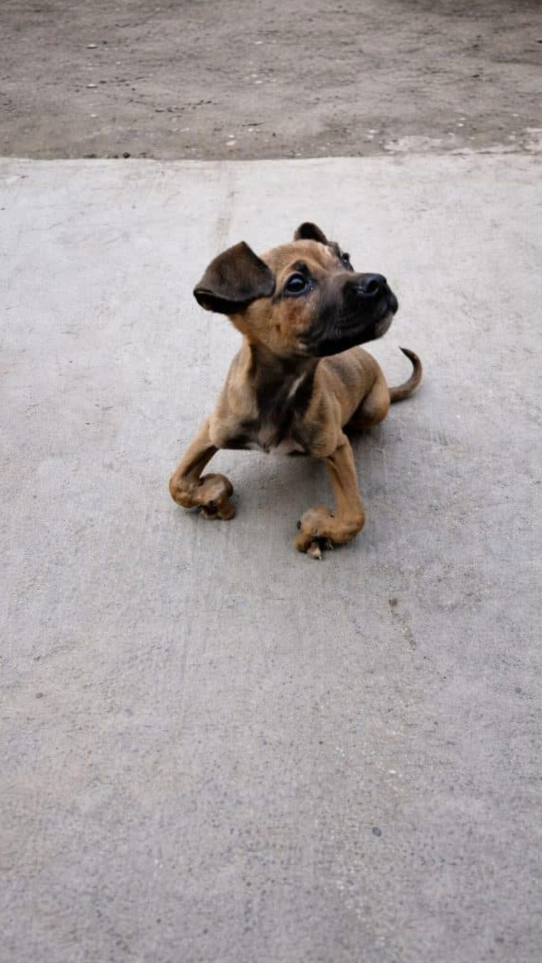 Tiny Tommy's Heartbreaking Arrival: A Puppy Dragging His Deformed Legs