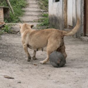 Dog Found Guarding Pond After Years of Carrying a Massive Tumor