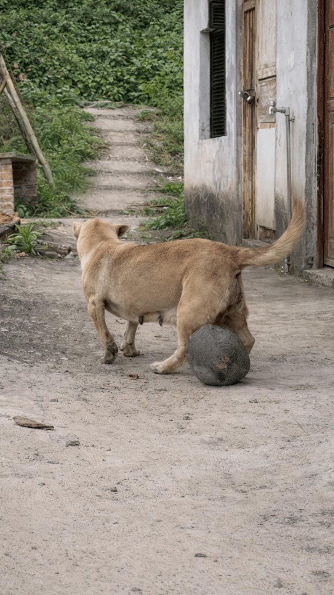 Dog Found Guarding Pond After Years of Carrying a Massive Tumor