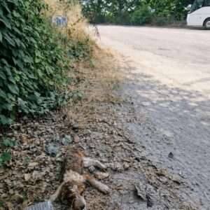 Stray Puppy Rescued from Scorching Pavement by Compassionate Bystander