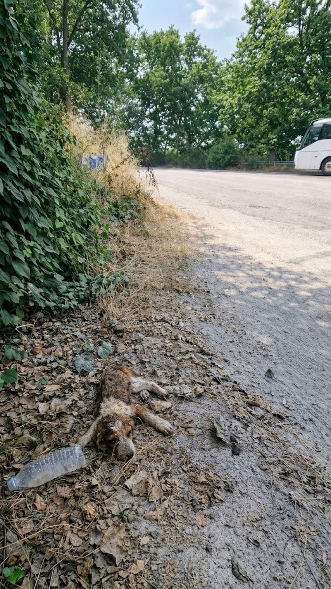 Stray Puppy Rescued from Scorching Pavement by Compassionate Bystander
