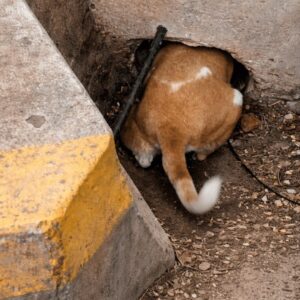 Mother Dog's Urgent Calls Lead Rescuers to Five Trapped Puppies