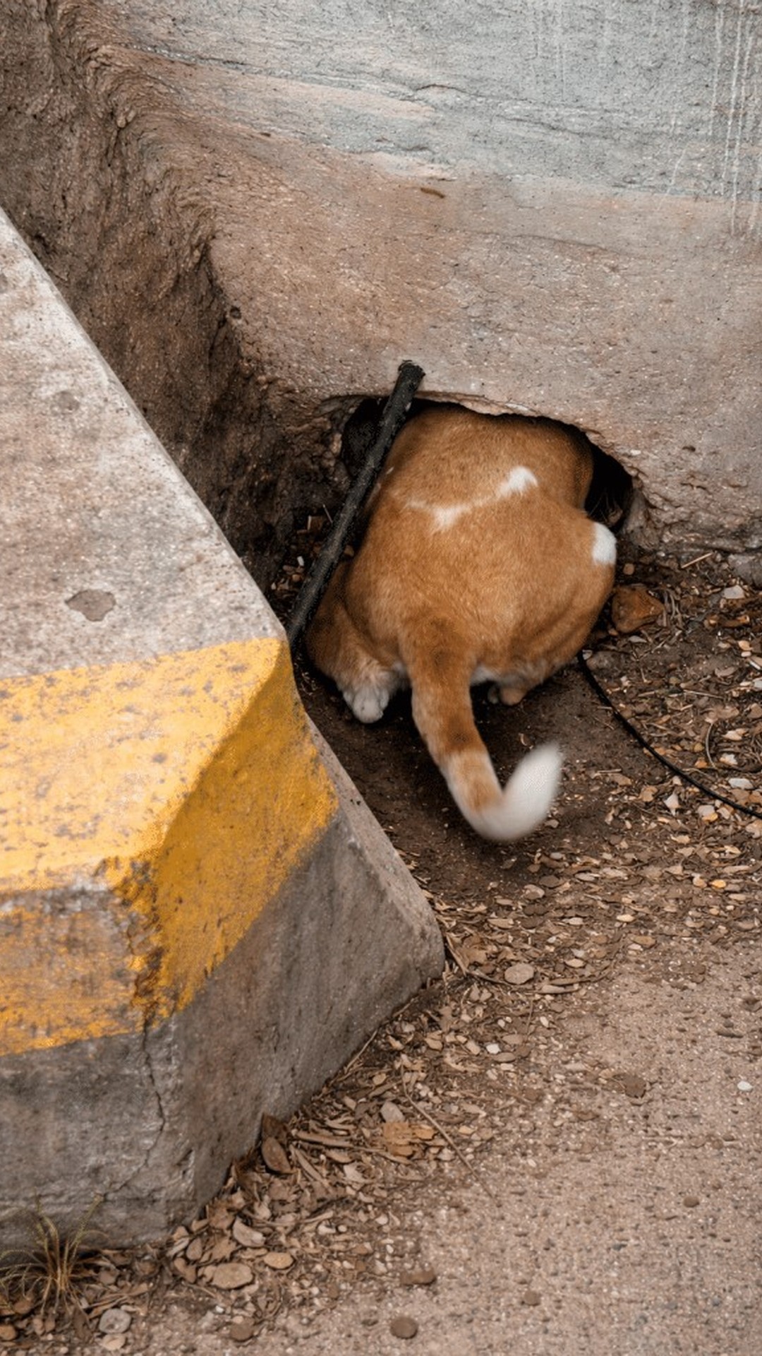 Mother Dog's Urgent Calls Lead Rescuers to Five Trapped Puppies