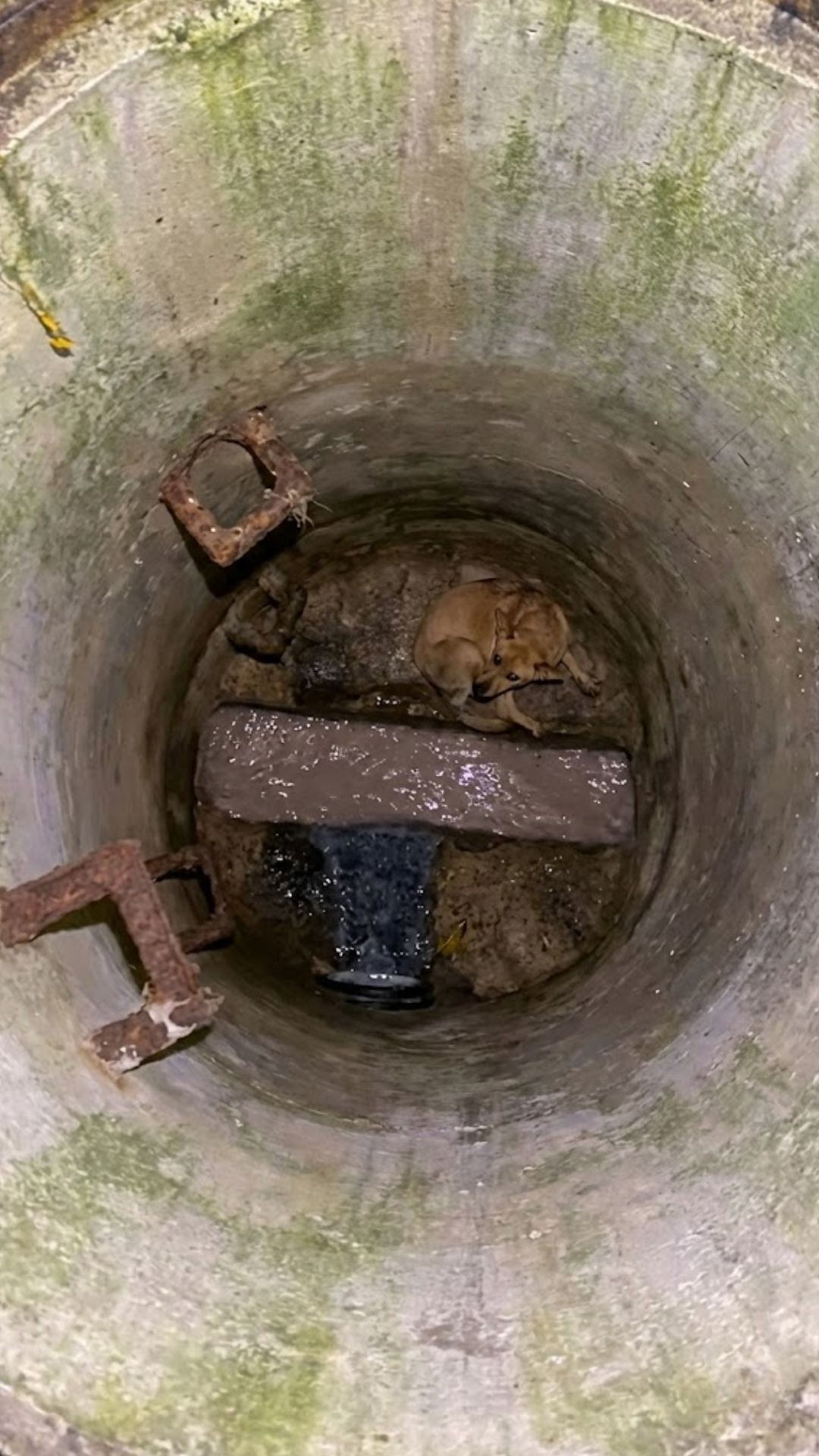 Rescue Dog Finds Safety and Comfort After Terrifying Pipe Ordeal