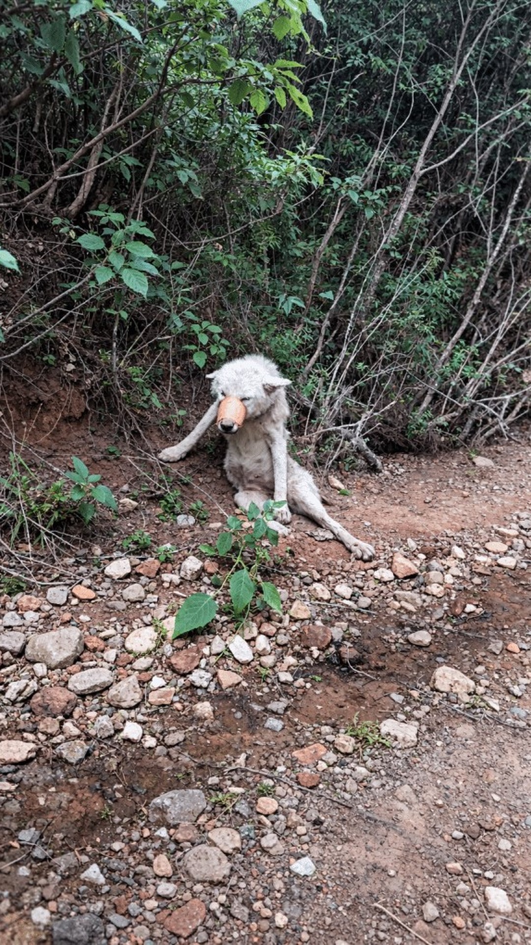 Angel Stands on Her Own for the First Time After Months of Recovery
