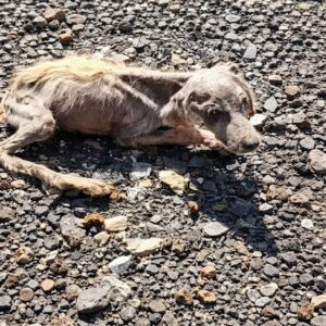 From Forgotten Shadow to Safe Haven: A Dog's Recovery Journey