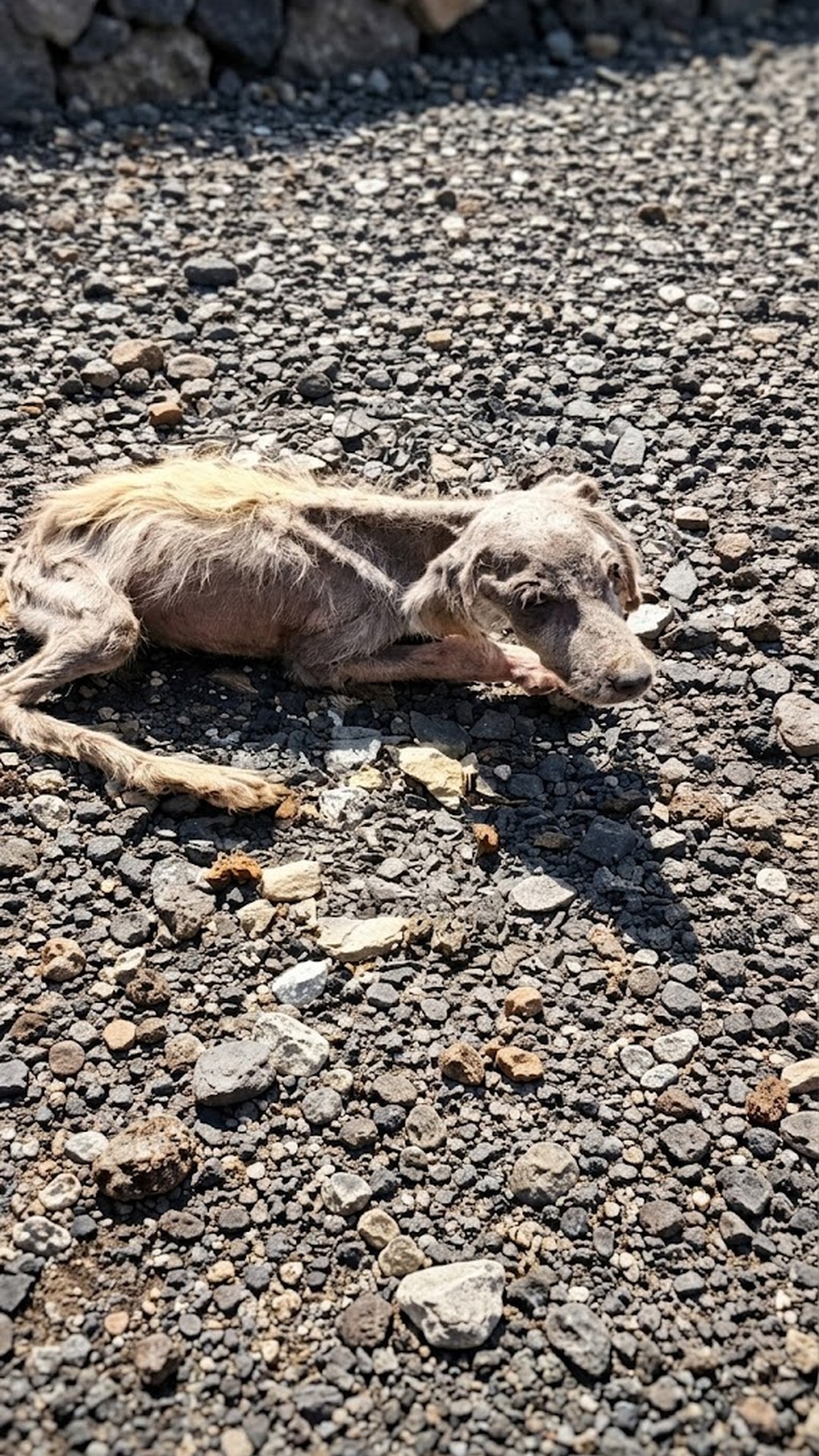 From Forgotten Shadow to Safe Haven: A Dog's Recovery Journey