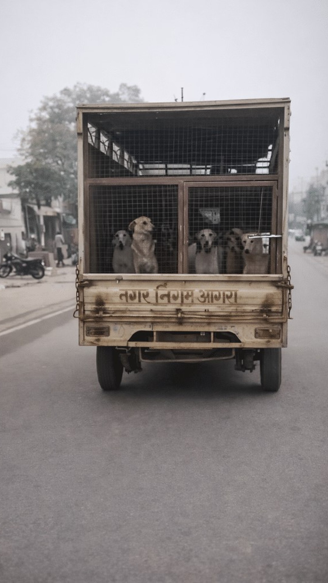 India's Evolving Approach to Stray Dog Management Over Recent Years