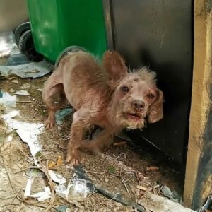 From Trash to Tenderness: Rescued Puppy’s Journey of Recovery
