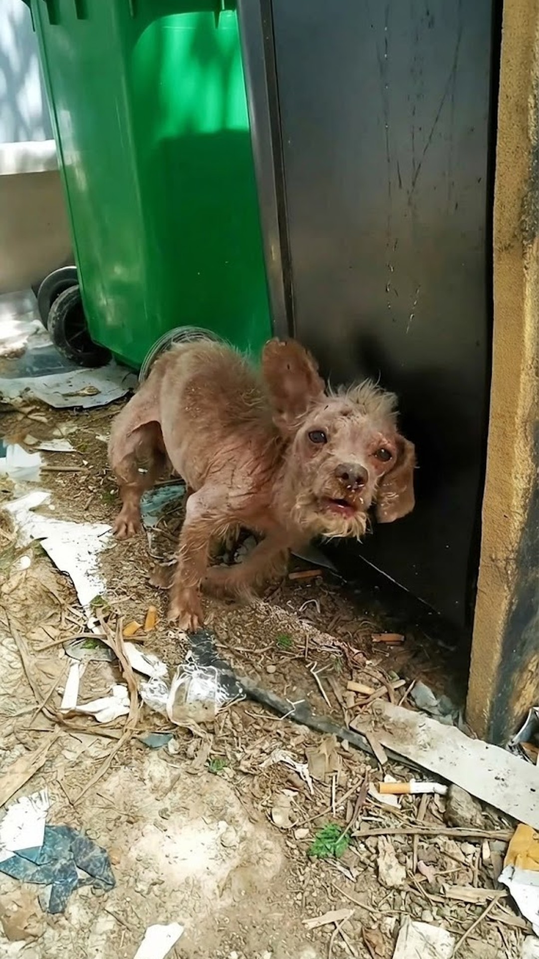 From Trash to Tenderness: Rescued Puppy’s Journey of Recovery