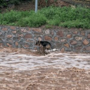 Elderly Man Risks His Safety to Save Dog from Raging River