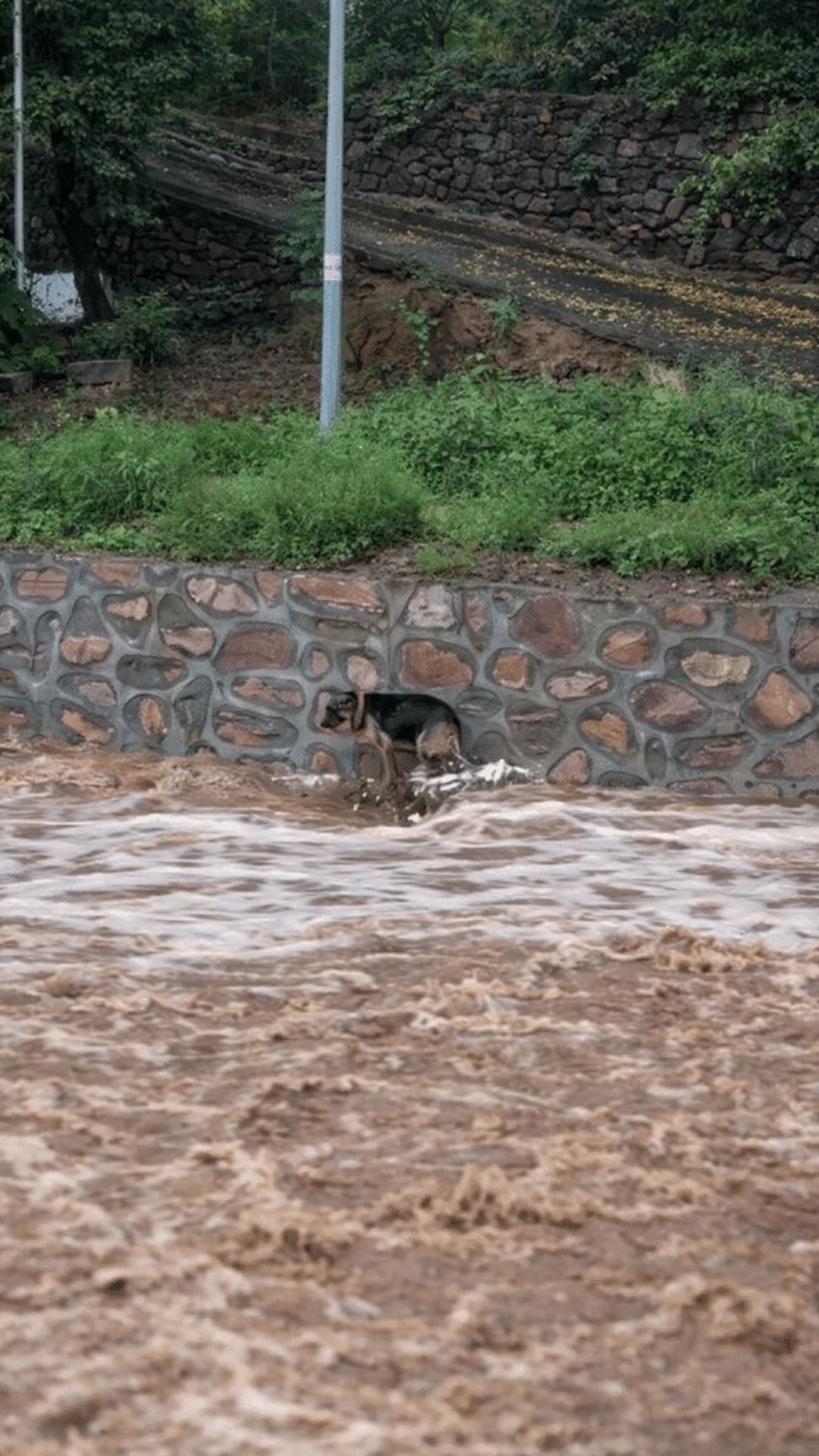 Elderly Man Risks His Safety to Save Dog from Raging River