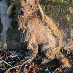 Tiny Pening Rescued from Neglect Begins Her Journey to Recovery