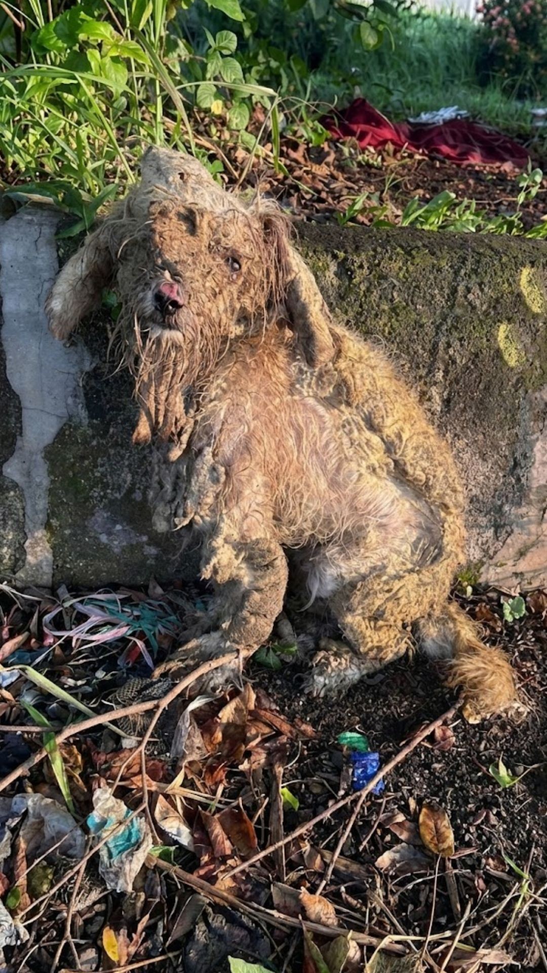 Tiny Pening Rescued from Neglect Begins Her Journey to Recovery