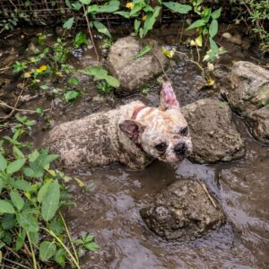 Rescuers Discover Trapped French Bulldog in Muddy Drainage Pipe
