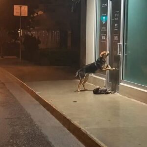 Loyal Dog Stands Vigil by Sick Puppy During Stormy Night