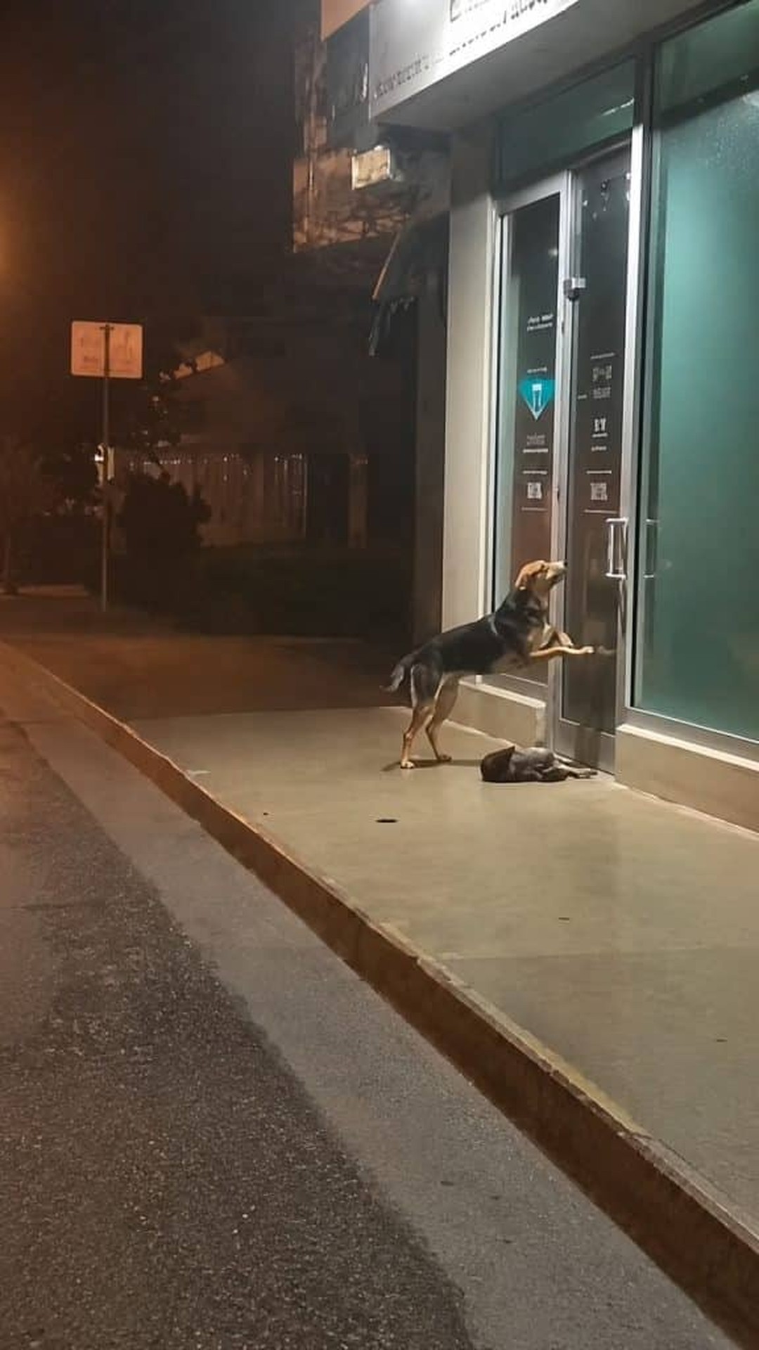 Loyal Dog Stands Vigil by Sick Puppy During Stormy Night