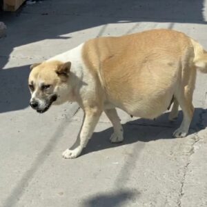 Stray Mother Dog's Last Act Saves Seven Puppies from the Streets of Tijuana