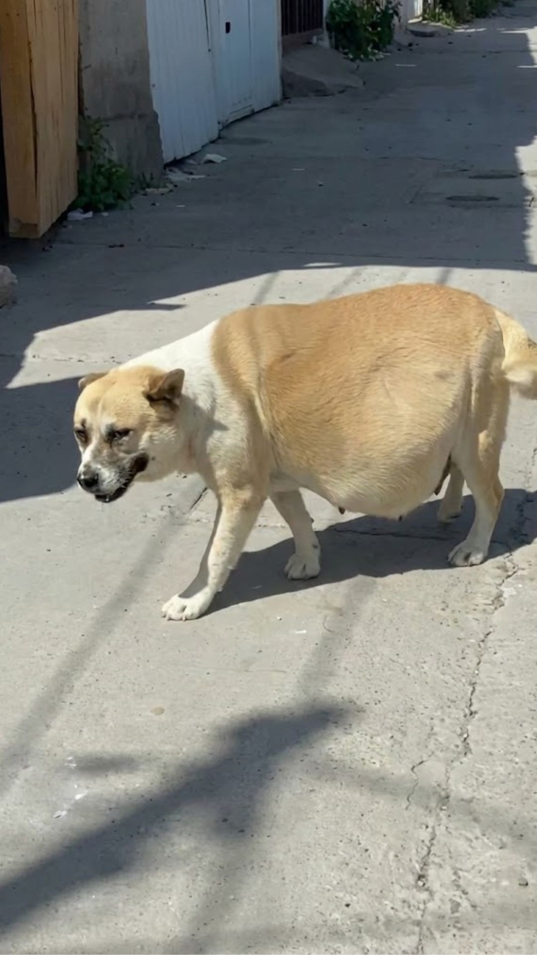 Stray Mother Dog's Last Act Saves Seven Puppies from the Streets of Tijuana