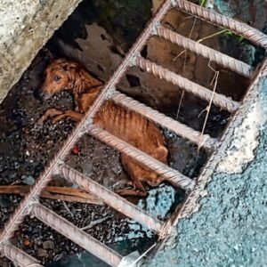 Mate the Dog's Heartbreaking Farewell After Ten Days of Struggle