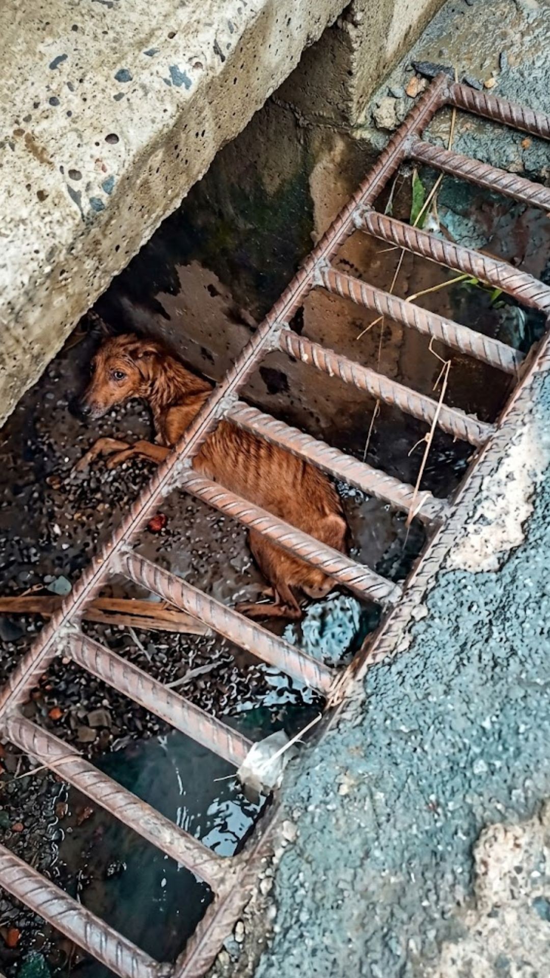 Mate the Dog's Heartbreaking Farewell After Ten Days of Struggle