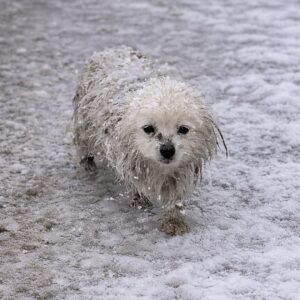 Rescuer Builds Trust with a Hungry Dog in the Snow