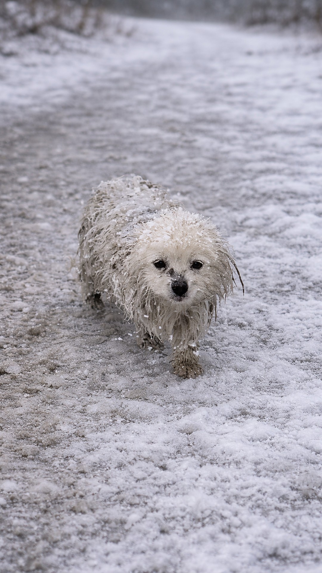 Rescuer Builds Trust with a Hungry Dog in the Snow